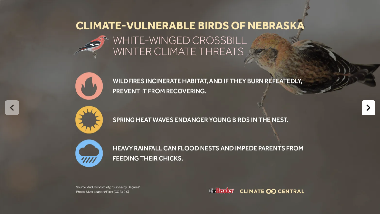 PJ: Nebraka Bird Story Image 3 2023